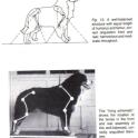 Smith Angulation pg94